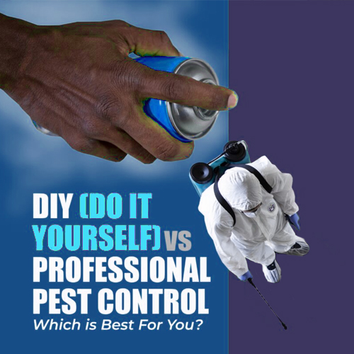 DIY Pest Control vs. Hiring a Pest Control Company: What’s the Difference?