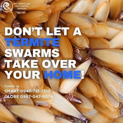 Termite Swarms