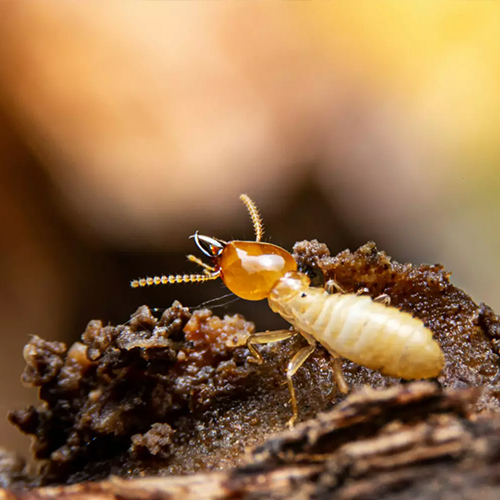Termite Control